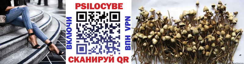 Галлюциногенные грибы Psilocybine cubensis  Правдинск 